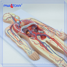 PNT-0438 modelo de ensino da escola médica modelo de circulação sanguínea